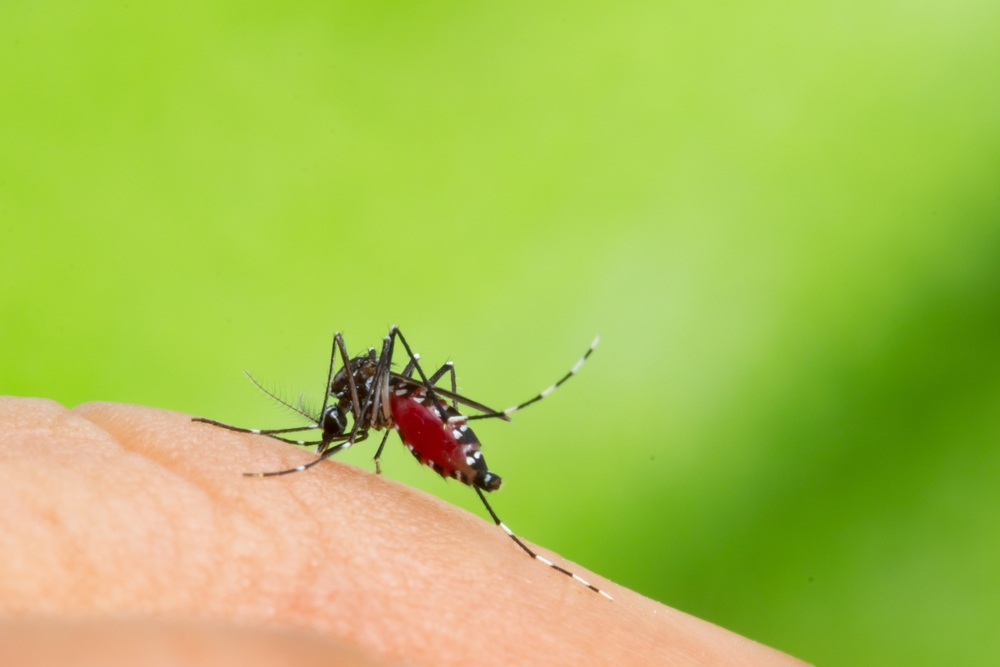 Découverte inattendue de moustiques tigres par des citoyens en Belgique